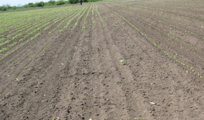 ZEMLJIŠNE ŠTETOČINE - SVE TEŽE SUZBIJANJE