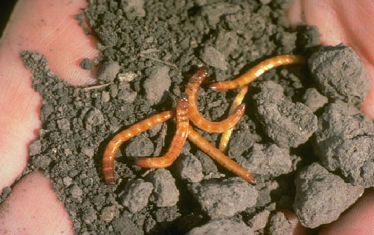 ZEMLJIŠNE ŠTETOČINE - agrolekar