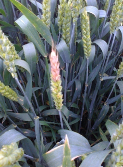 Fusarium spp.