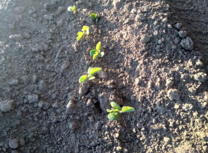 Porast soje ovih dana!