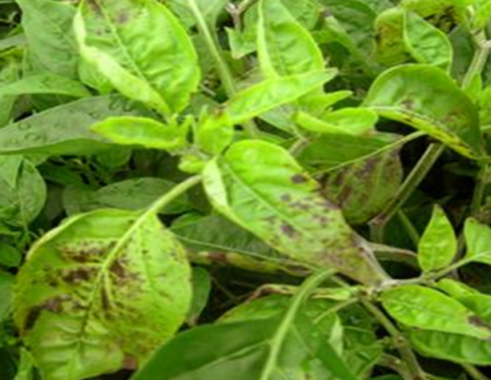 virus bronzavosti