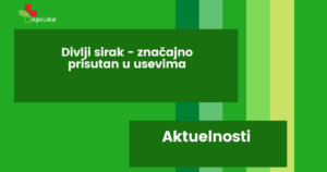 Read more about the article DIVLJI SIRAK – ZNAČAJNO PRISUTAN U USEVIMA!!!
