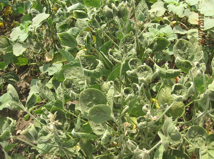 Simptomi fitotoksičnosti herbicida na soji