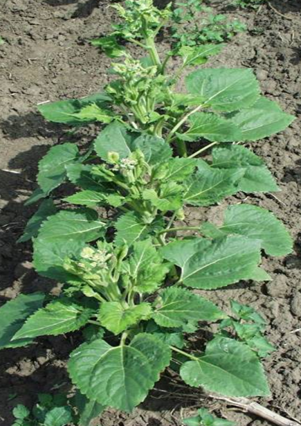 Simptomi fitotoksičnosti herbicida na suncokretu