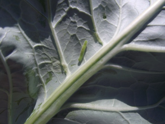 Larva kupusnog moljca