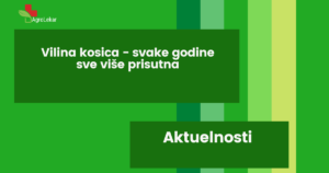 Read more about the article VILINA KOSICA – SVAKE GODINE SVE VIŠE PRISUTNA!!!