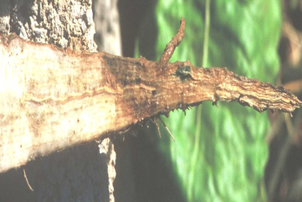 Fusarium spp. agrolekar
