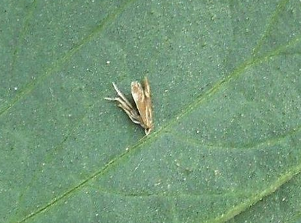 Leptir moljca paradajza