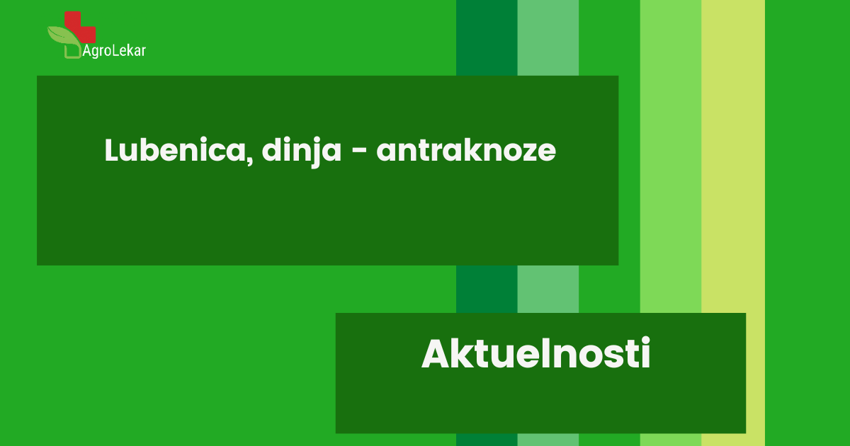 Read more about the article LUBENICA, DINJA – ANTRAKNOZA