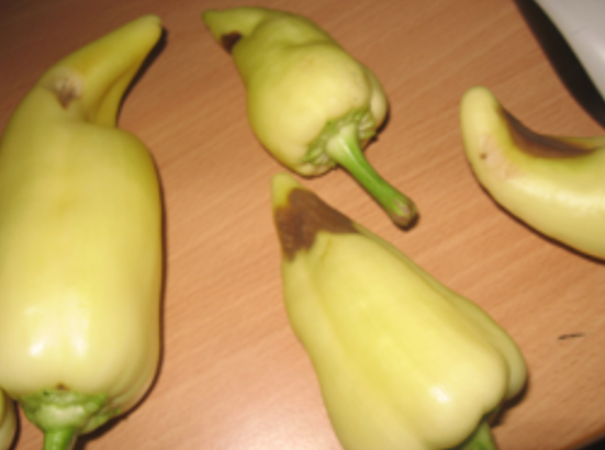 PAPRIKA, PARADAJZ - KALCIJUM VAŽAN ZA ZDRAVE PLODOVE agrolekar