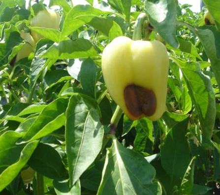 PAPRIKA, PARADAJZ - KALCIJUM VAŽAN ZA ZDRAVE PLODOVE