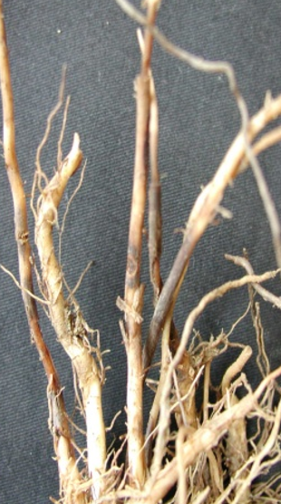 Rhizoctonia solani  na kukuruzru agrolekar