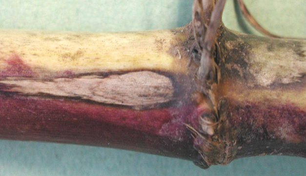 Rhizoctonia solani  na kukuruzru