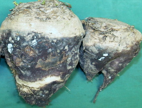 Rhizoctonia violacea