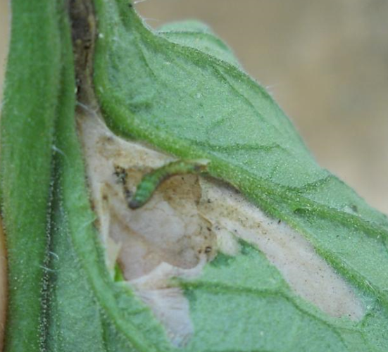 moljac paradajza