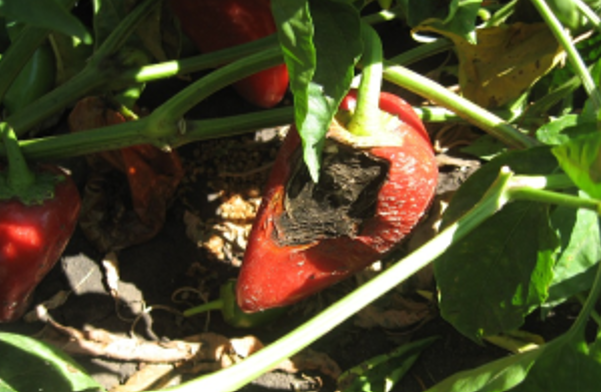 paprika paradajz kalcijum