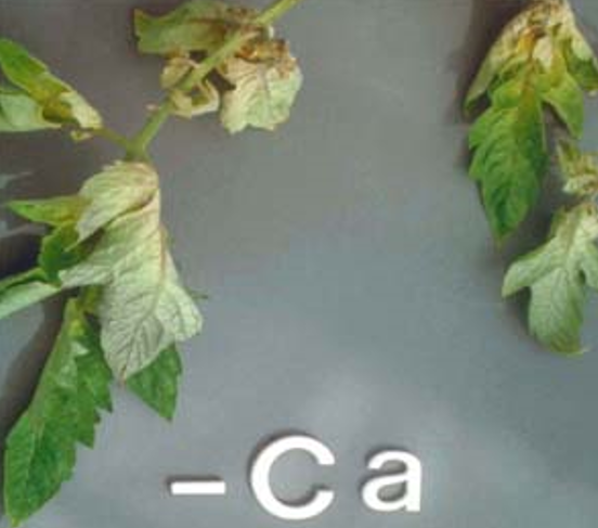 paprika paradajz nedostatak kalcijuma