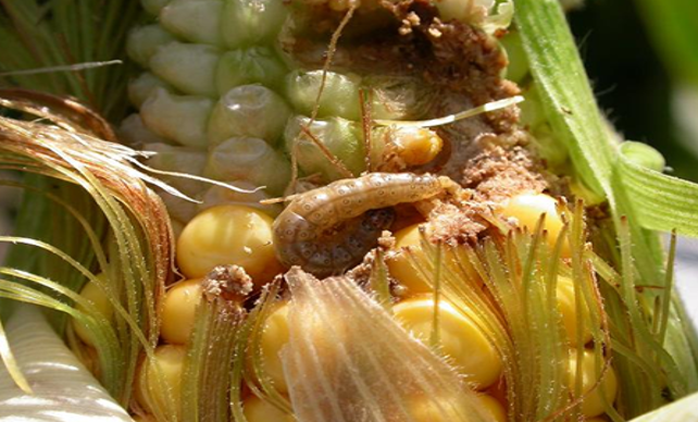 Larva Kukuruznog plamenca agrolekar