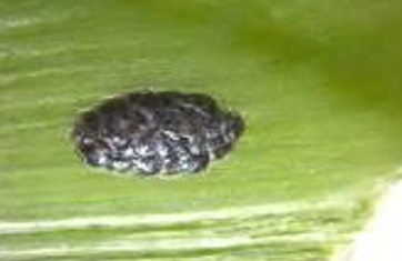 Trichograma sp-parazitiraju jajna legla k. Plamenca