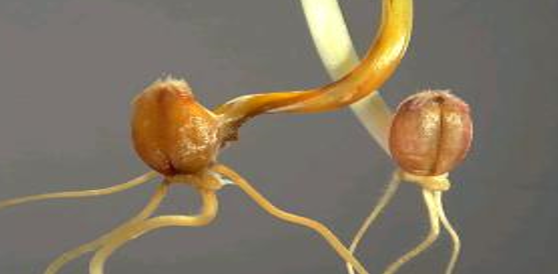 fusarium