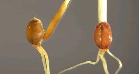 septoria