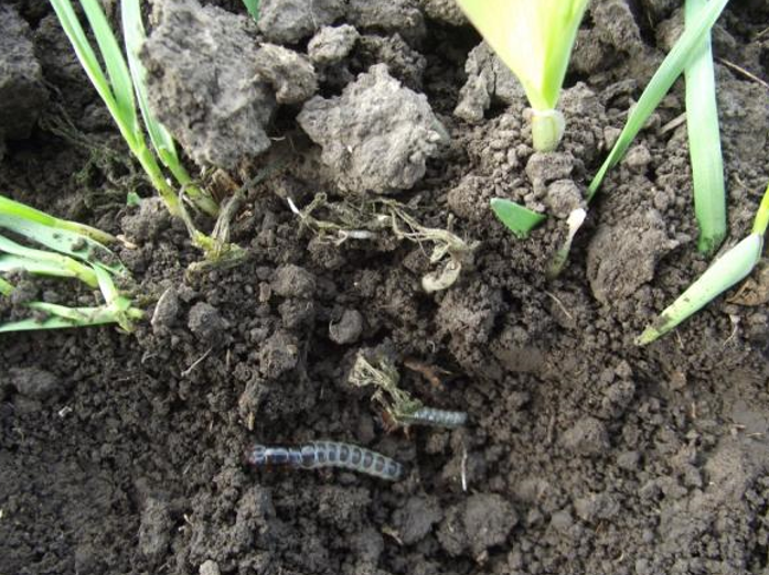 Larva žitnog bauljar