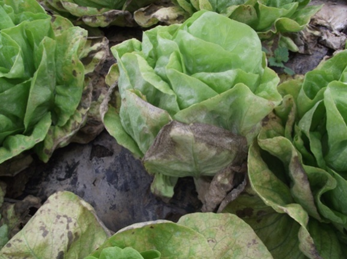 Simptomi patogena na na naličju listova - plamenjaca salate