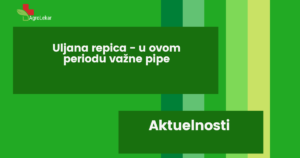Read more about the article ULJANA REPICA – U OVOM PERIODU VAŽNE PIPE!!!