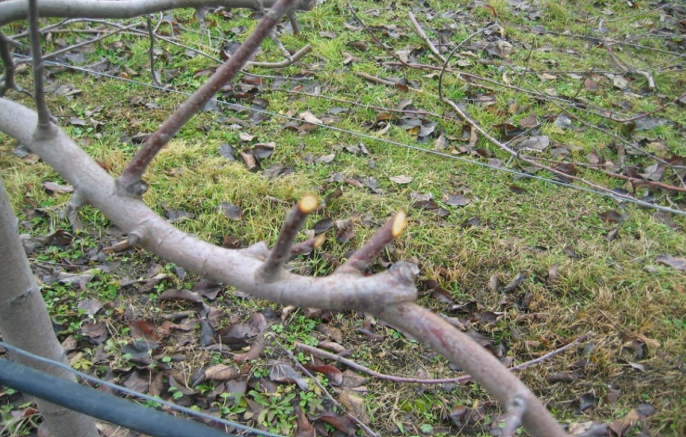 rezidba u vocnjacima - februar