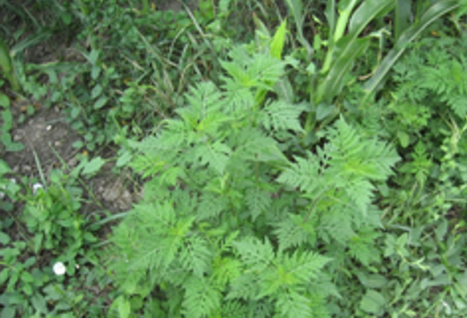 HERBICIDI - REZISTENTNI KOROVI agrolekar 2