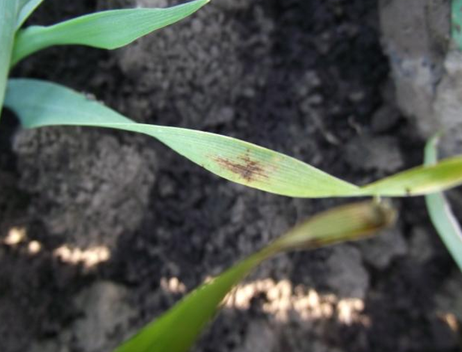 Pyrenophora teres na listu ječma