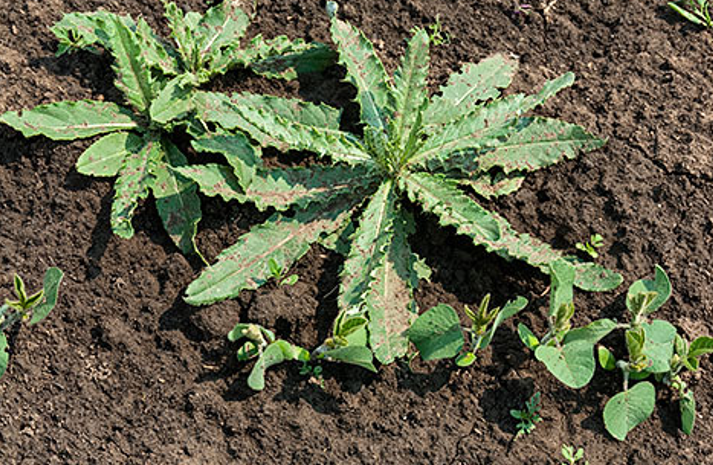 SOJA - POST PRIMEN HERBICIDA U SUZBIJANJU KOROVA - agrolekar
