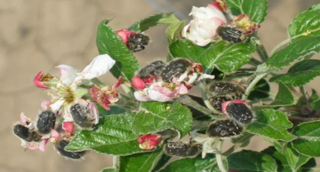 rutave bube agrolekar