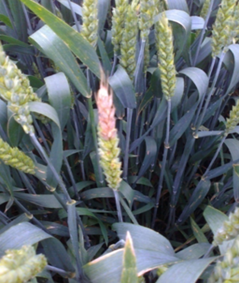 FUZARIOZE KLASA PŠENICE- prouzrokovač Fusarium graminearum