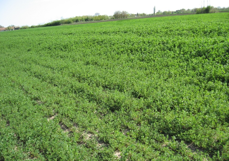 LUCERKA - PRVI OTKOS – ŠTETE OD LUCERKINE PIPE!!!