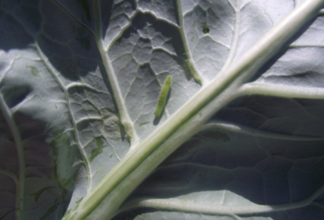 Larva kupusnog moljca