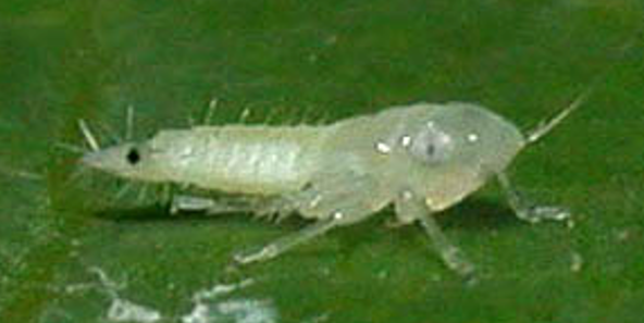 Larva cikade