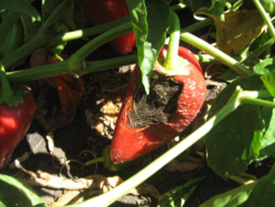 Alternaria na plodovima paprike, paradjza