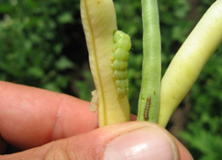 Gusenica kukuruzove sovice i larva kukuruznog plamenca