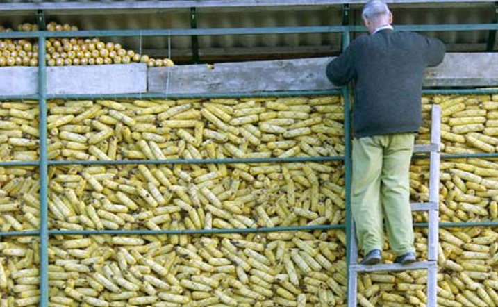 SKLADIŠTA – SAČUVATI UBRANI ROD OD ŠTETOČINA U SKLADIŠTU!!!