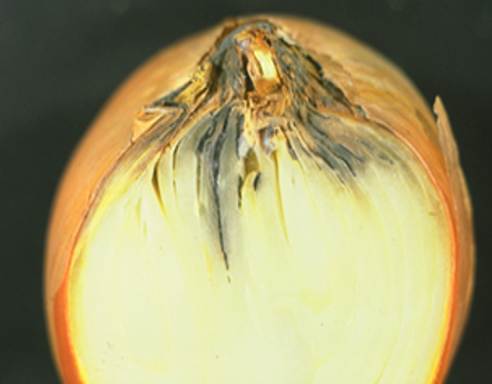 Botrytis cinerea na glavicama luka agrolekar