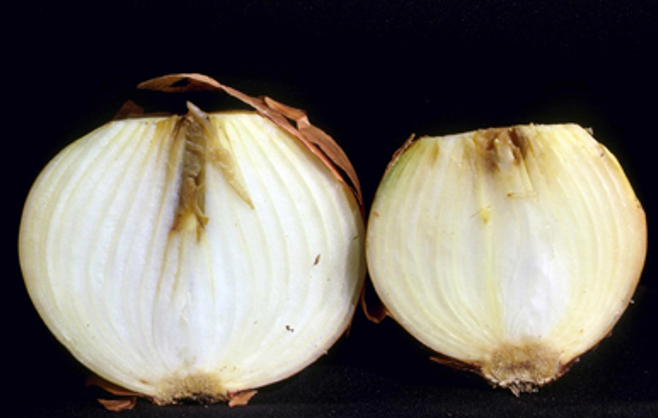 Botrytis cinerea na glavicama luka