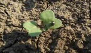 Buvač na mladom usevu