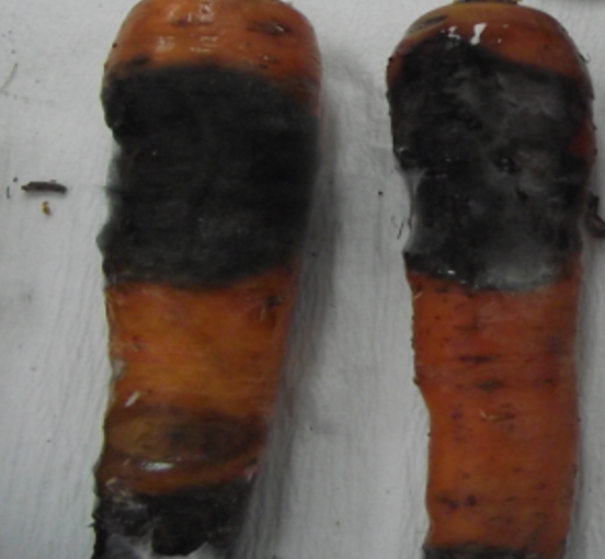 Crna pegavost na mrkvi - Alternaria spp.
