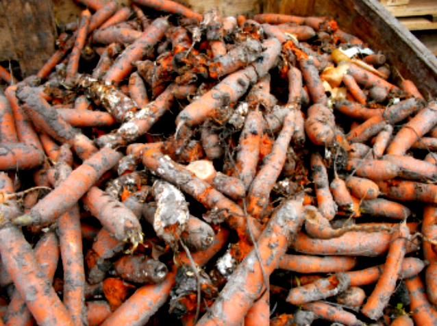 Nepravilno skladištenje - propadanje mrkve!!!