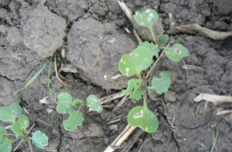 Oštećenja od buvača