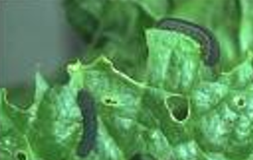 ULJANA REPICA - FAZA PORASTA I VREMENSKI USLOVI POVOLJNI ZA ŠTETOČINE!!!