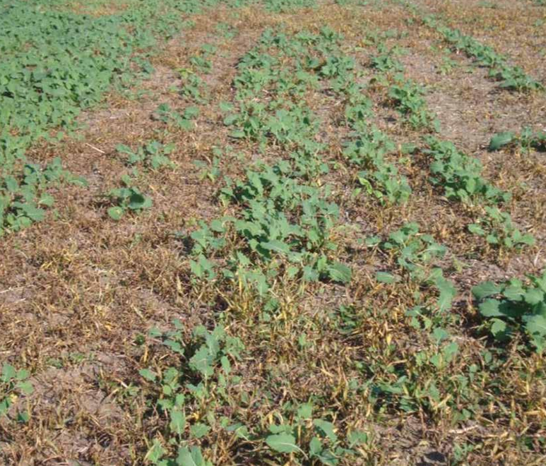 ULJANA REPICA - NJEN NAJČEŠĆI PREDUSEV ZAHTEVA PRIMENU HERBICIDA