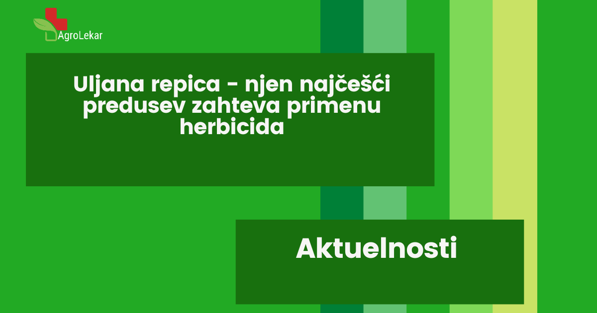 You are currently viewing ULJANA REPICA – NJEN NAJČEŠĆI PREDUSEV ZAHTEVA PRIMENU HERBICIDA!!!