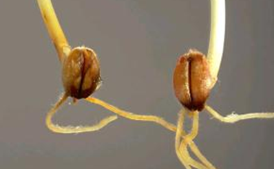 Cochliobolus sativus